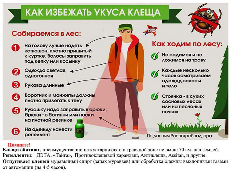 Как избежать укуса клеща.
