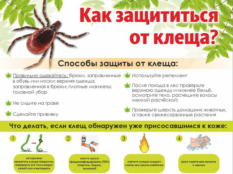 Как защититься от клеща?.