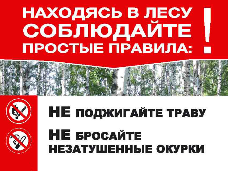 Находясь в лесу соблюдайте простые правила!.