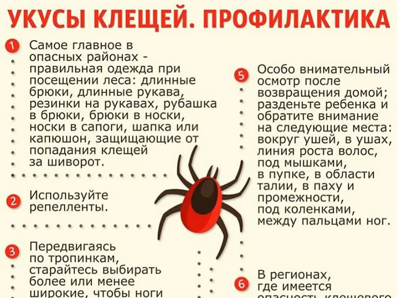 Укусы клещей. Профилактика.