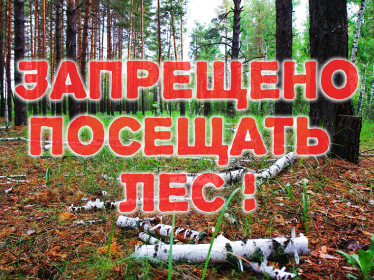 Запрет на посещение лесов. Запрет на посещение лесов.