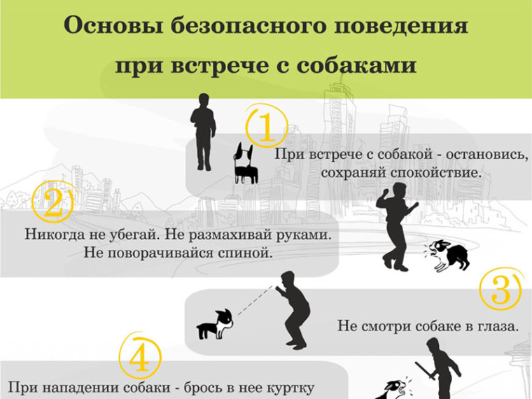 Основы безопасного поведения при встрече с собаками. Основы безопасного поведения при встрече с собаками.