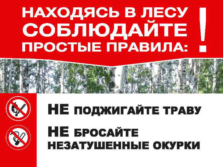 Находясь в лесу соблюдайте простые правила!. Находясь в лесу соблюдайте простые правила!.